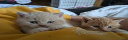 British Shorthair cats for sale: Gorgeous British shorthair kittens  - Advert 3