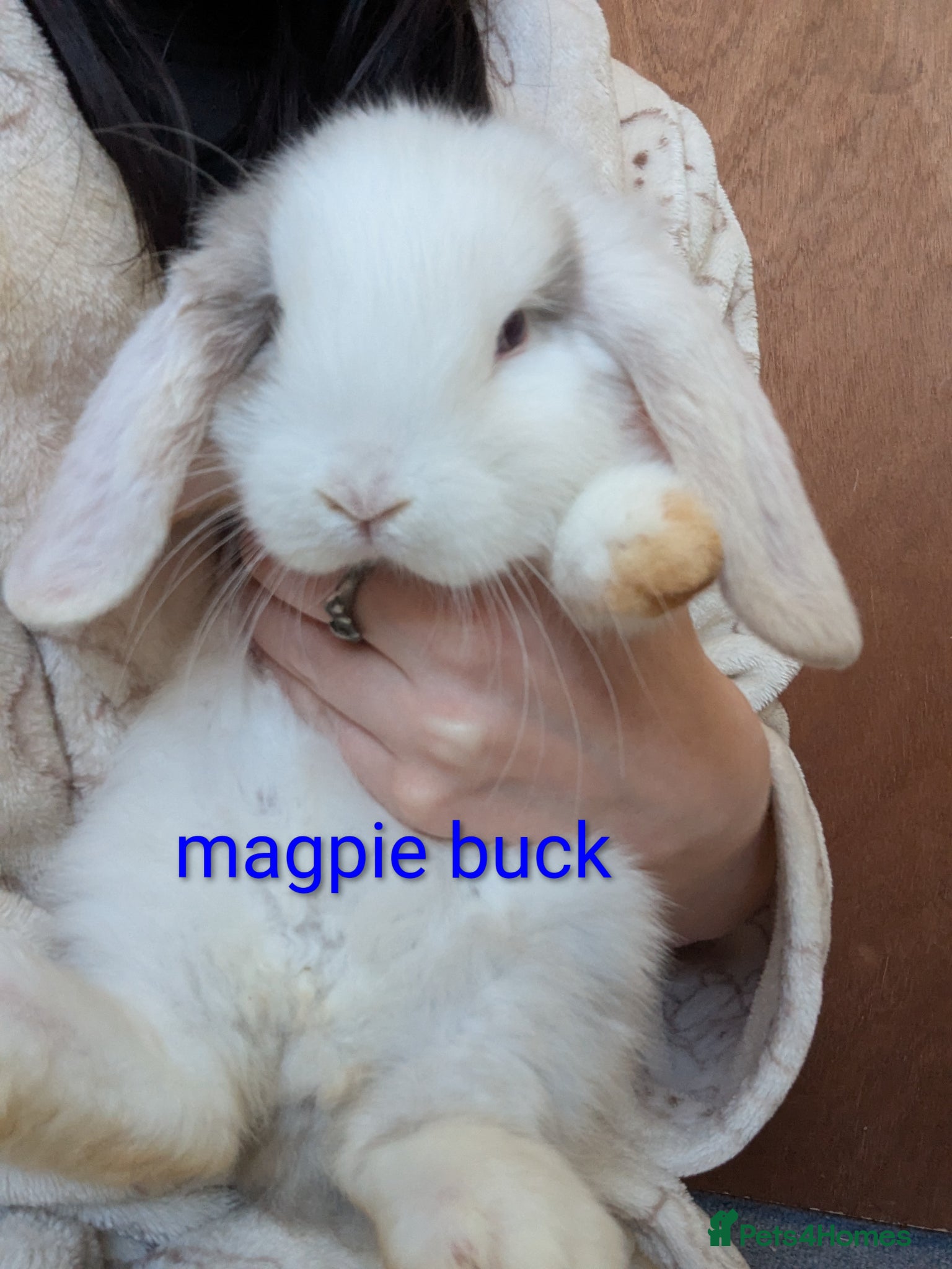 Mini Lop rabbits Pure bred minilops - Advert 10