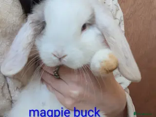 Mini Lop rabbits Pure bred minilops - Advert 17