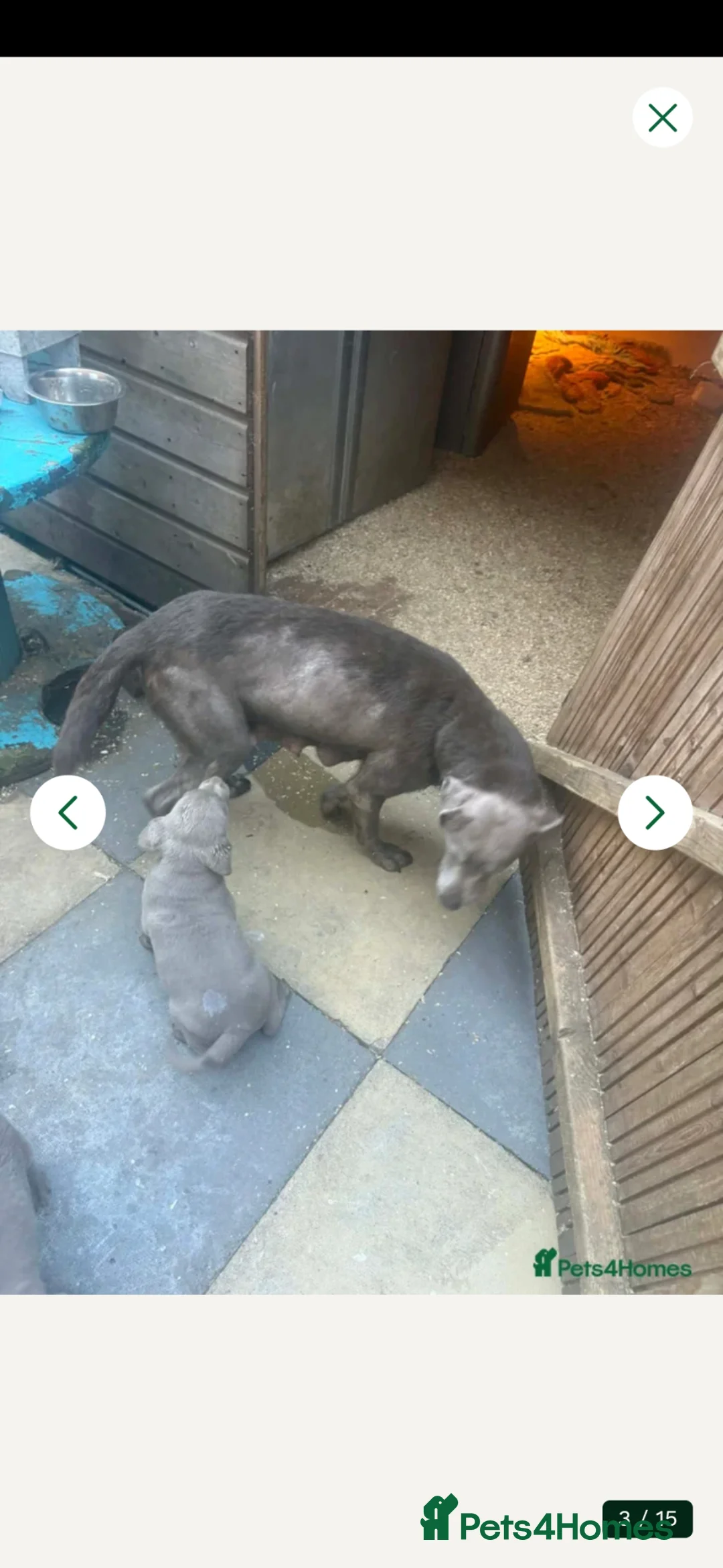 Labrador Retriever dogs for sale: Silver labradors  - Advert 2