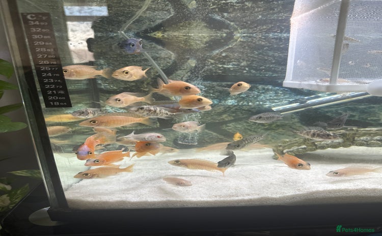 Cichlids fish - Advert 1