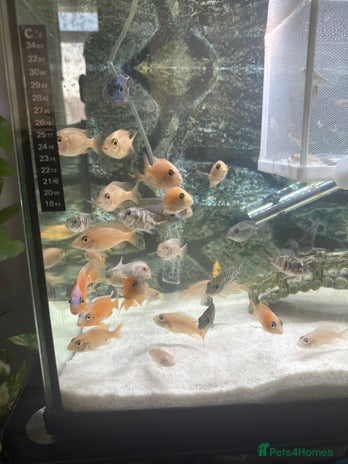 Cichlids fish - Advert 1