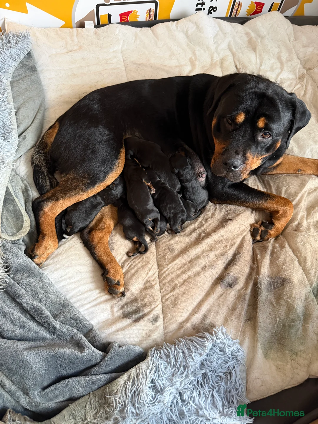 Rottweiler dogs for sale: Beautiful big Rottweiler pups - Advert 1