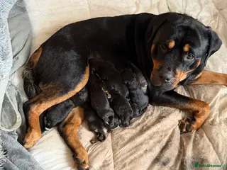 Rottweiler dogs Beautiful big Rottweiler pups - Advert 8