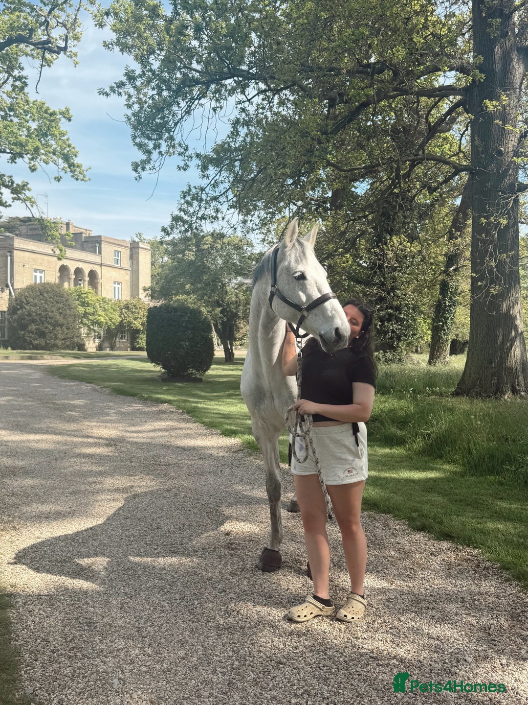 Other Breed horses for sale: Flashy mare - Advert 5