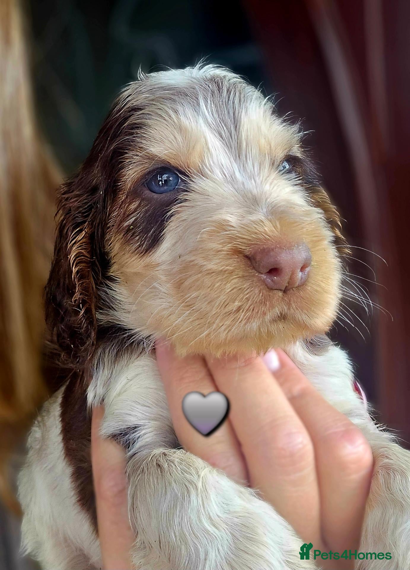 Cocker Spaniel dogs Show Cocker Spaniel Puppies Chocolate - Advert 7