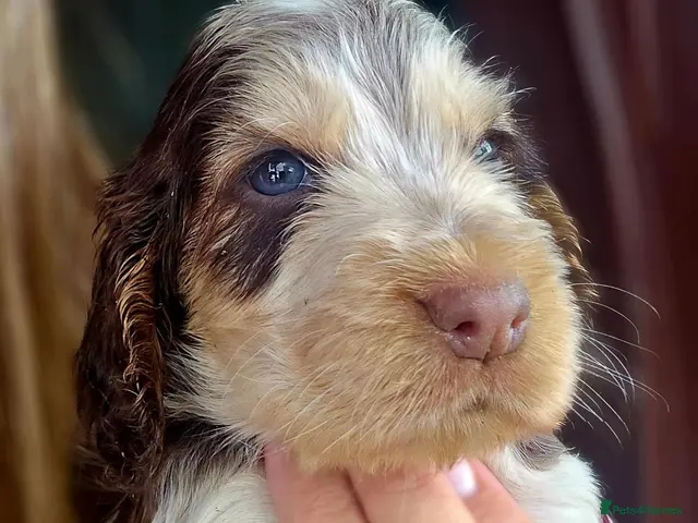 Cocker Spaniel dogs for sale: Show Cocker Spaniel Puppies Chocolate - Advert 4