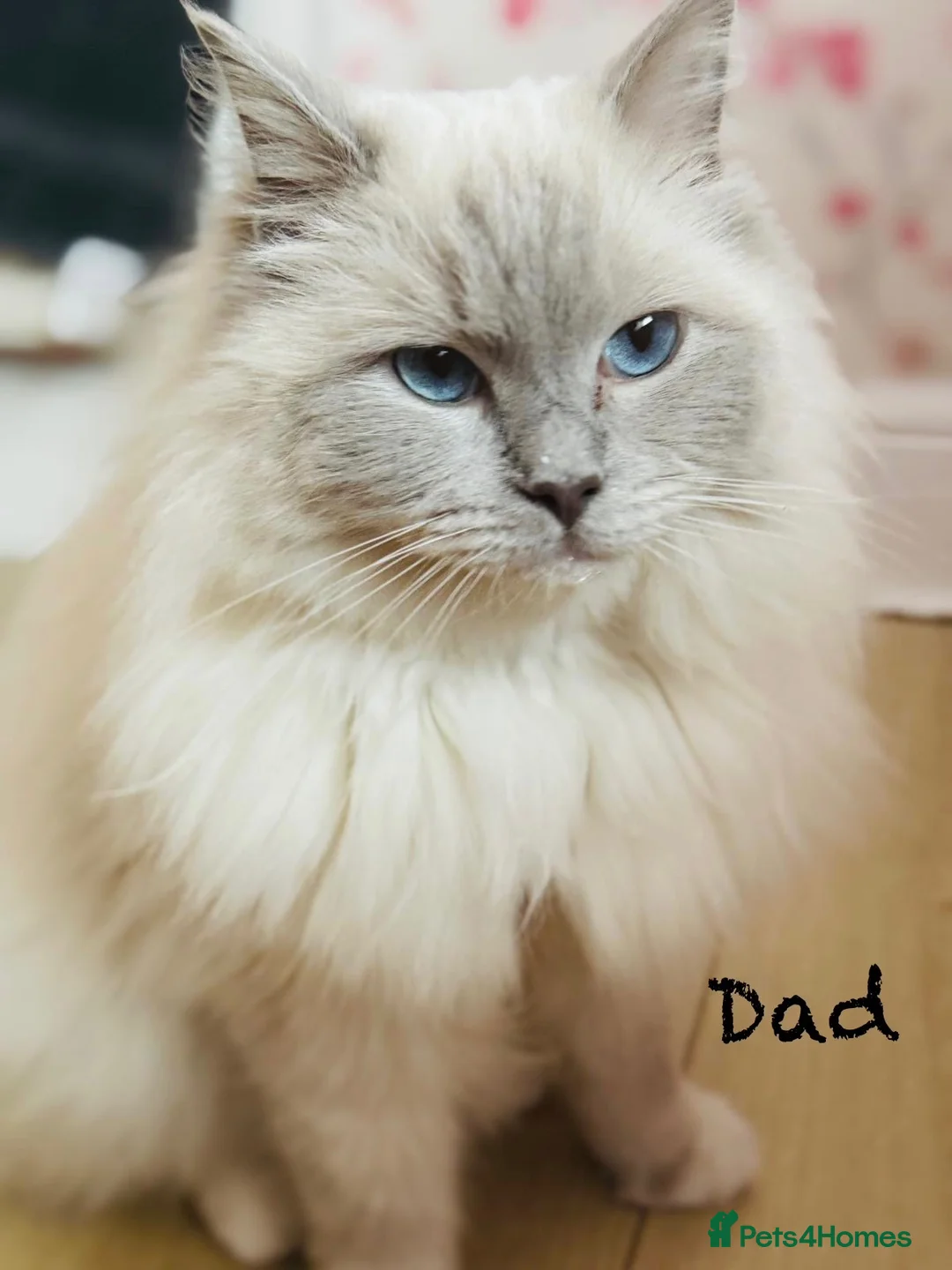 Ragdoll cats for sale: 3 Lilac Blue Ragdoll Little Girls 9wks old  in Colchester - Advert 2
