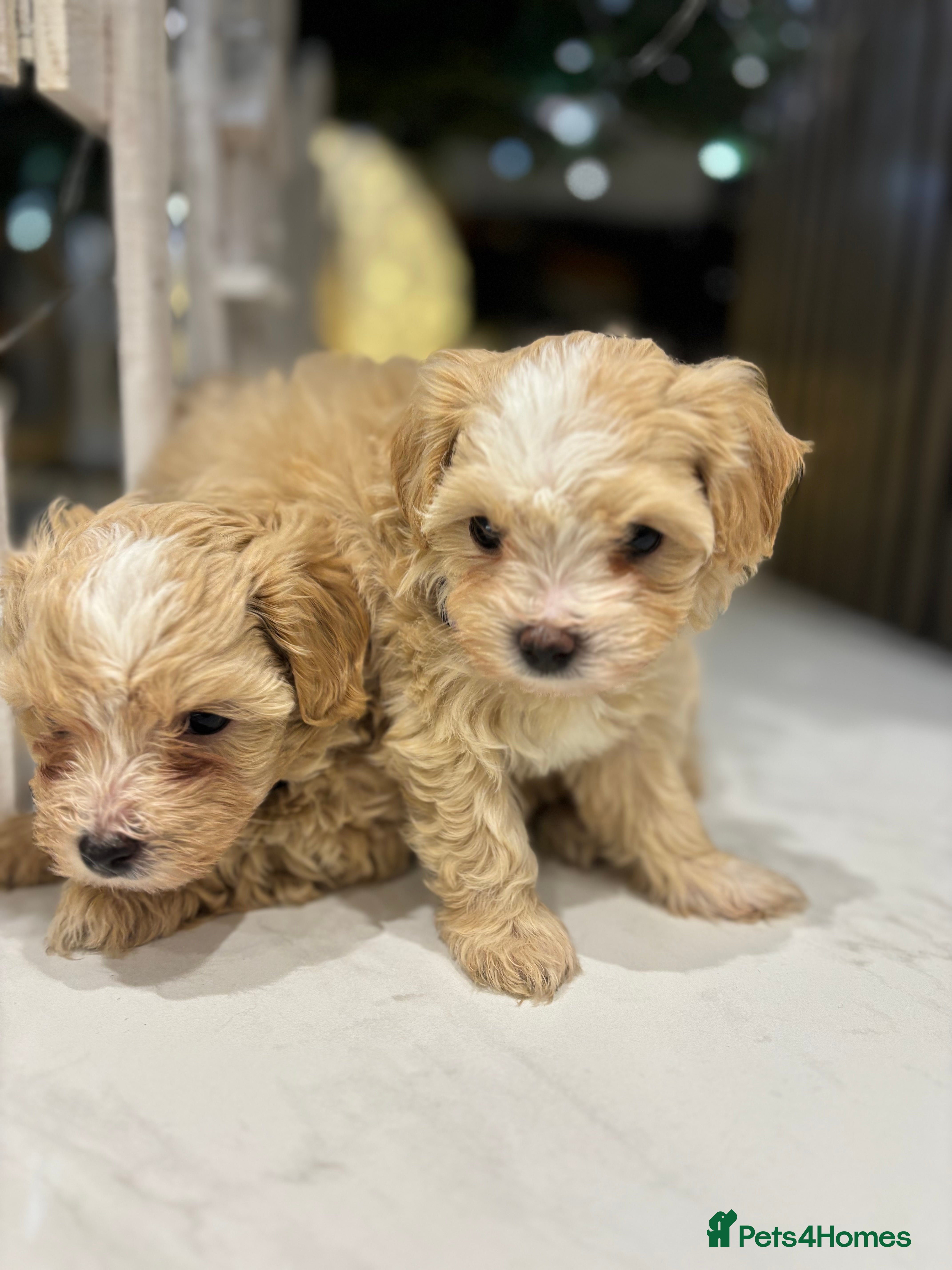 Maltipoo dogs One F1 Male And Female Left 🐾🤍 - Advert 2