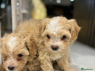 Maltipoo dogs One F1 Male And Female Left 🐾🤍 - Advert 5