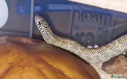 King Snake reptiles for sale: Hypo Florida Kingsnake, Male Adult - Image 6