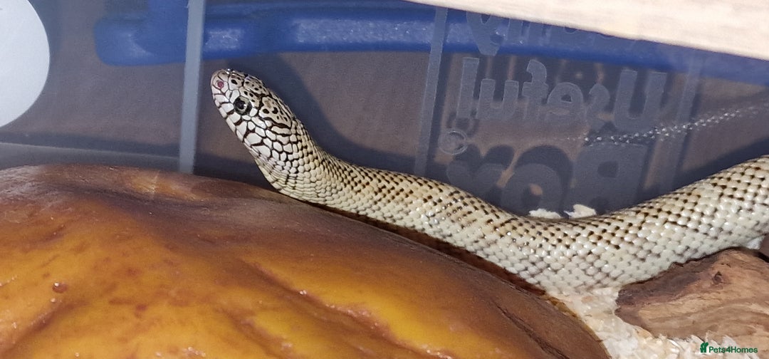 King Snake reptiles for sale: Hypo Florida Kingsnake, Male Adult - Image 6