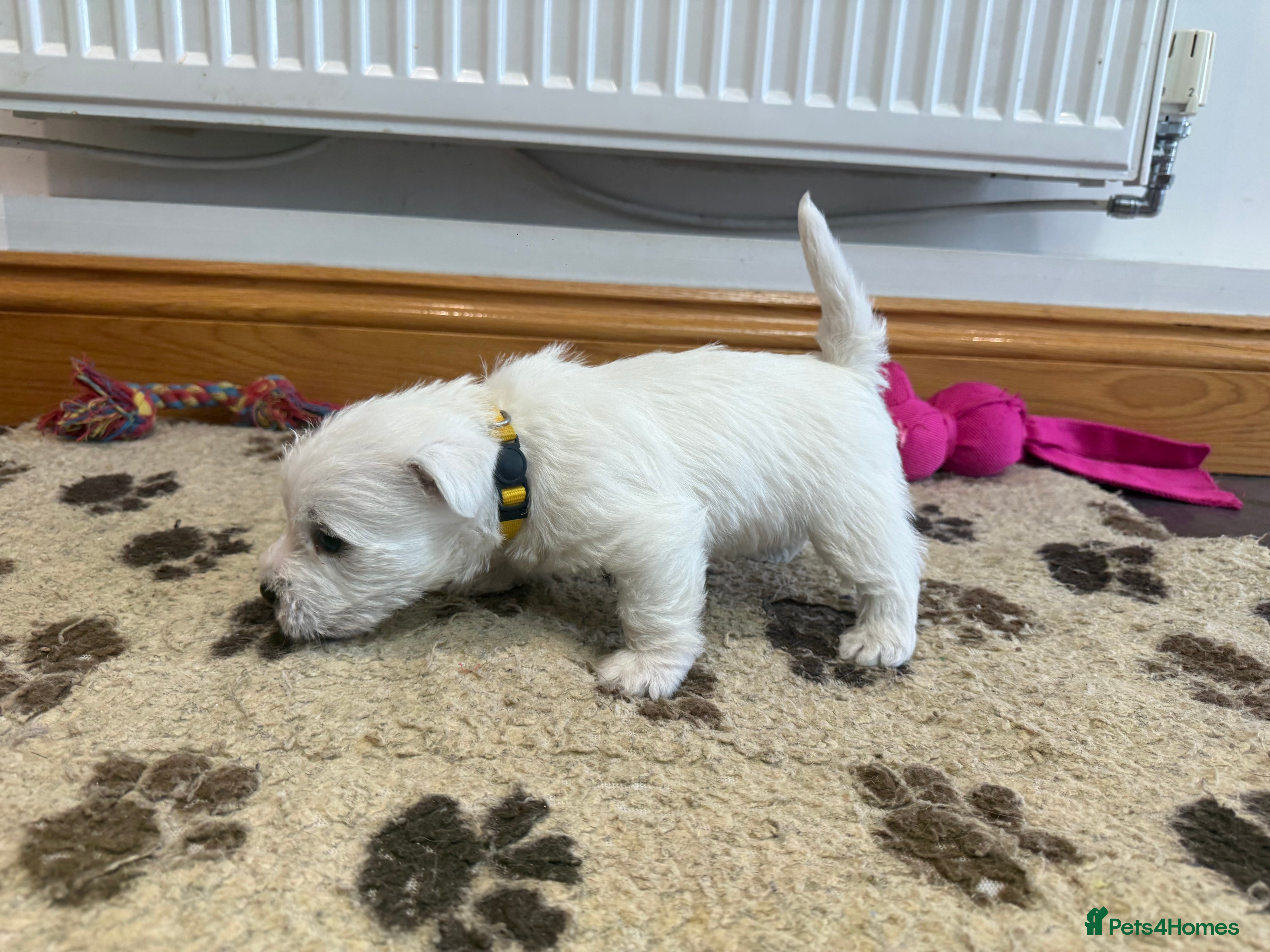 West Highland Terrier dogs KC REGISTERED BOYS AND GIRL  - Advert 2