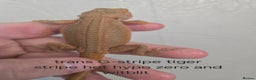 Bearded Dragon reptiles for sale: Variety of bearded dragon babies  - Advert 10