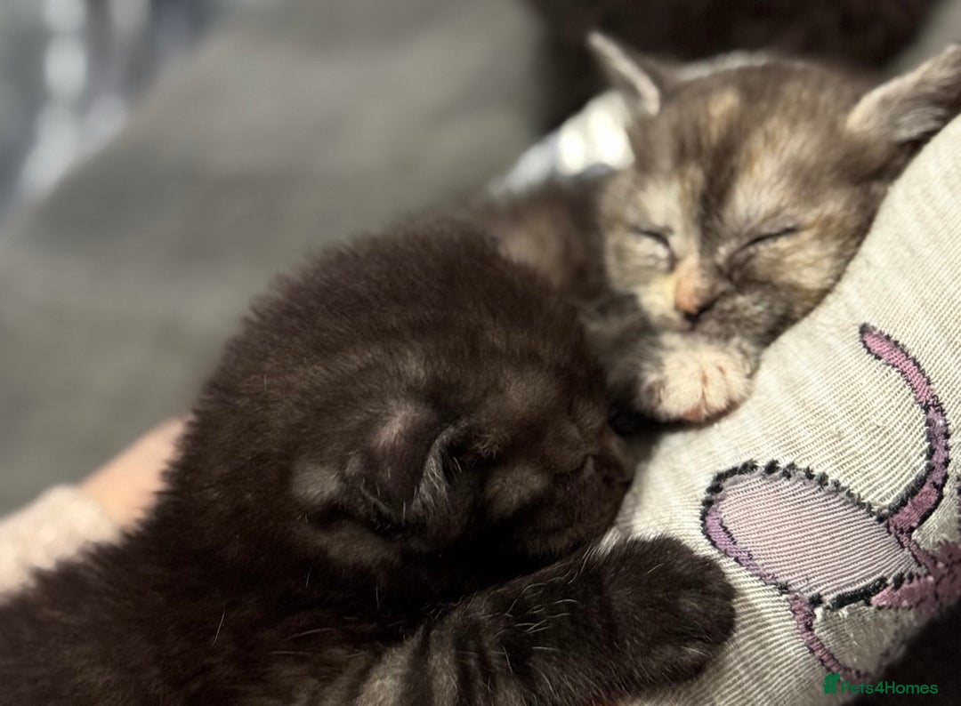 Scottish Fold cats for sale: Unique Smoke Scottish folds/straights - Advert 6