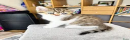 British Shorthair cats for sale: Four Beautiful BSH Tabby Kittens  - Advert 3
