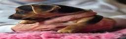 Jack Russell dogs for sale: Beautiful Jack Russell puppies in Banff - Advert 6
