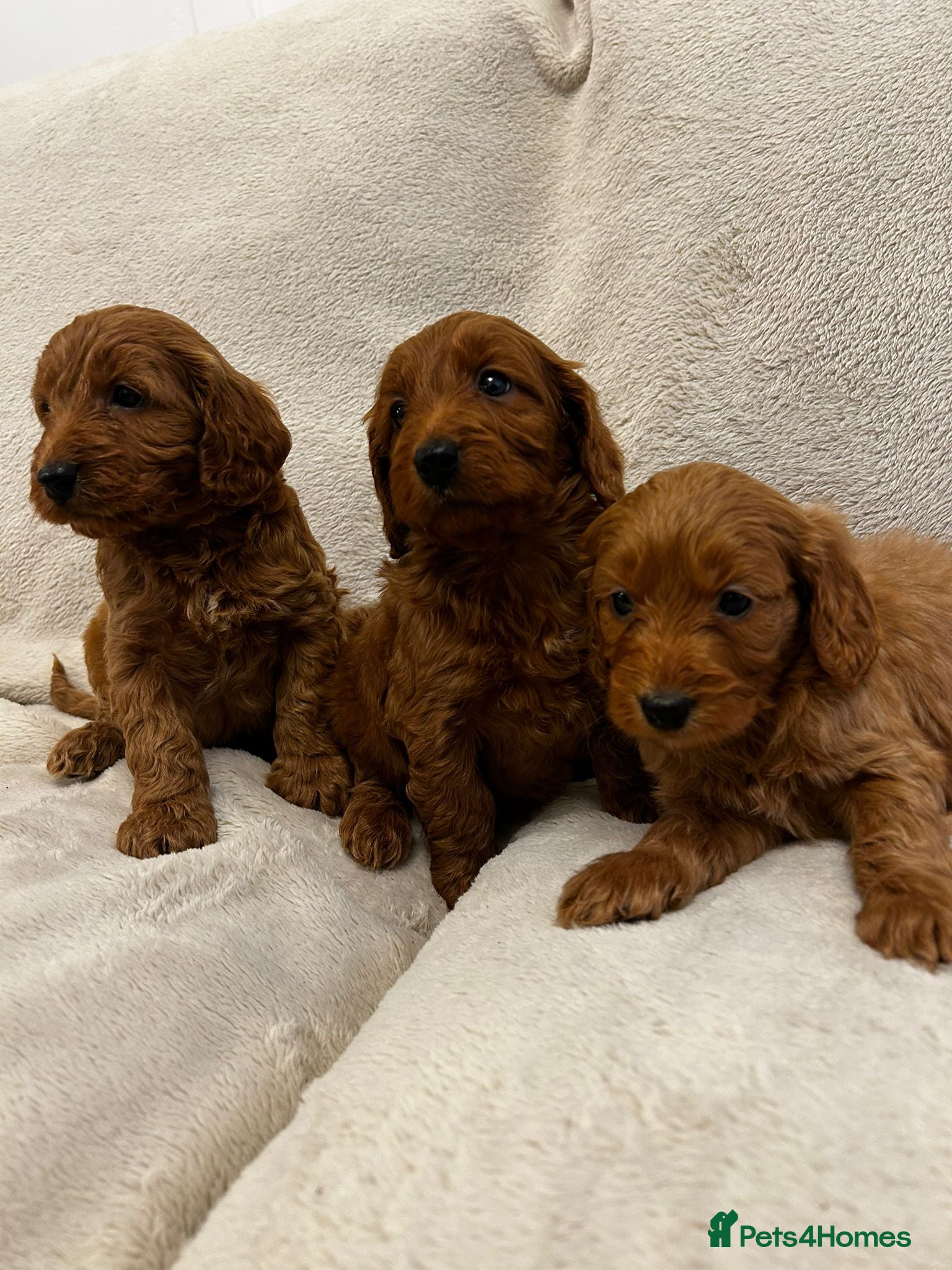 Cockapoo dogs F1 Cockapoo pups for sale - Advert 1