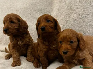 Cockapoo dogs F1 Cockapoo pups for sale - Advert 1