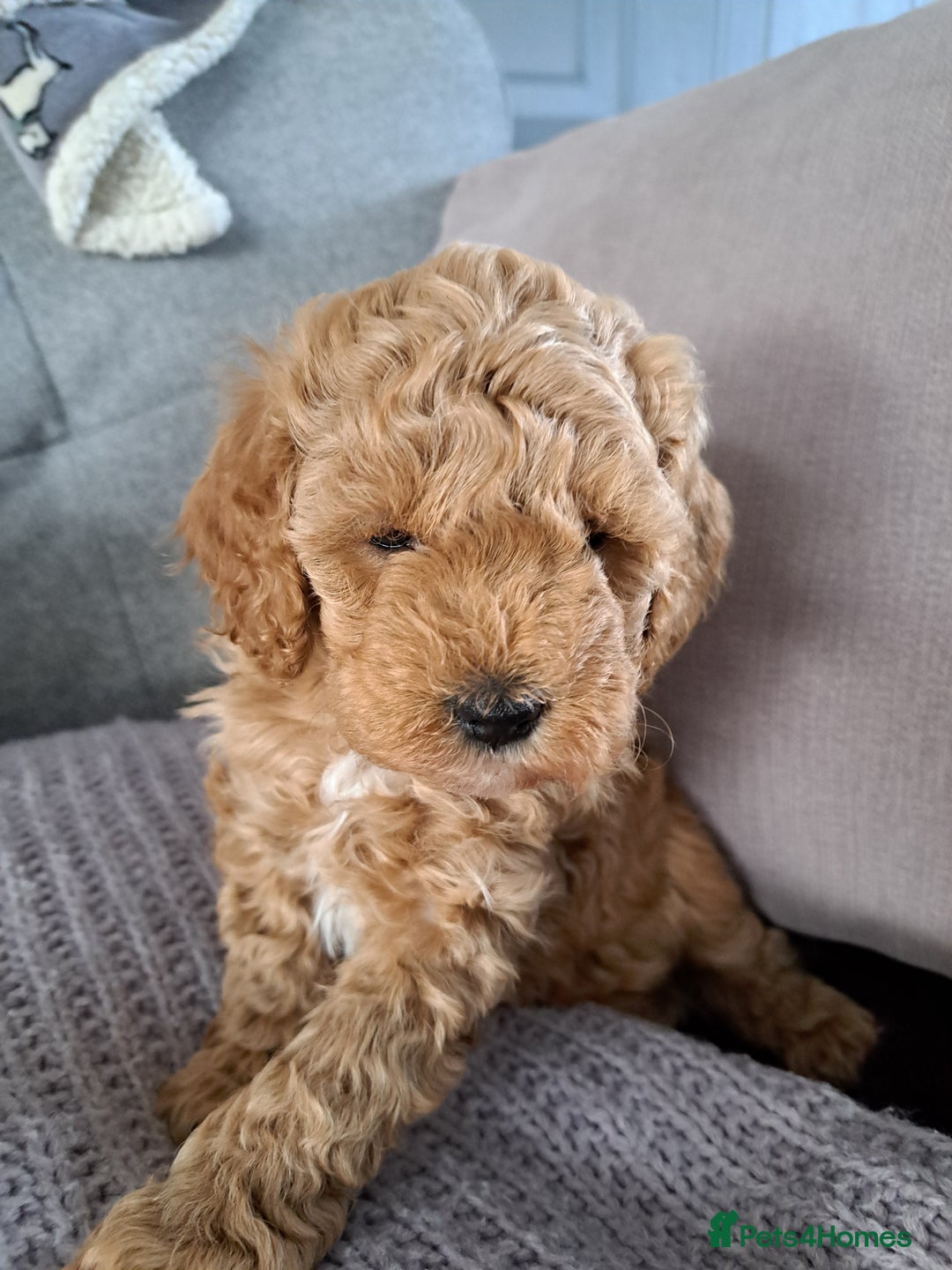 Cavapoo dogs for sale: 3 Gorgeous Cavapoo puppies - Image 7