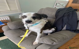 Mixed Breed dogs for adoption: Urgent Foster To Adopt Buddy 🚨  - Image 6