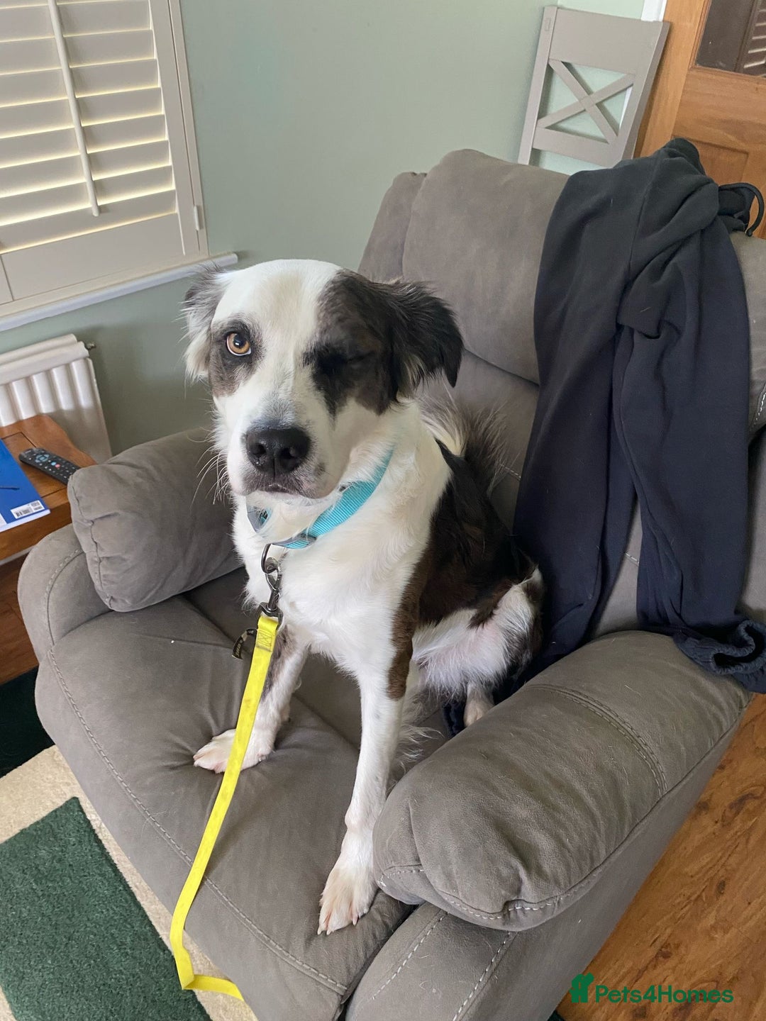 Mixed Breed dogs for adoption: Urgent Foster To Adopt Buddy 🚨  - Image 6