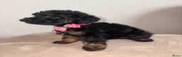 Cavapoo dogs for sale: F1 Cavapoo Puppies  - Advert 16