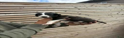 Lurcher dogs for sale: Bedlington whippet x suluki Bedlington whippet  - Advert 3