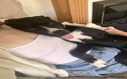 Mixed Breed dogs for sale: Bruno needs a new home!  - Image 2
