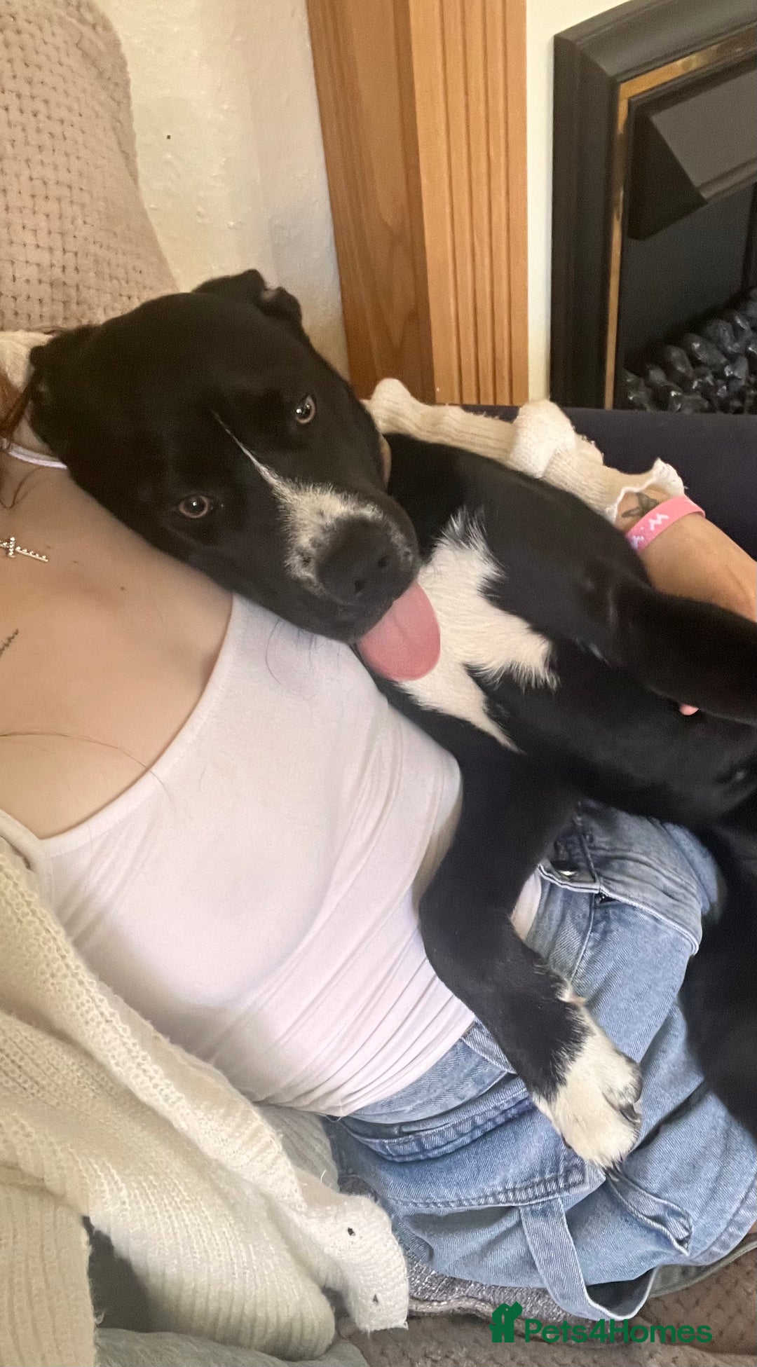 Mixed Breed dogs for sale: Bruno needs a new home!  - Image 2
