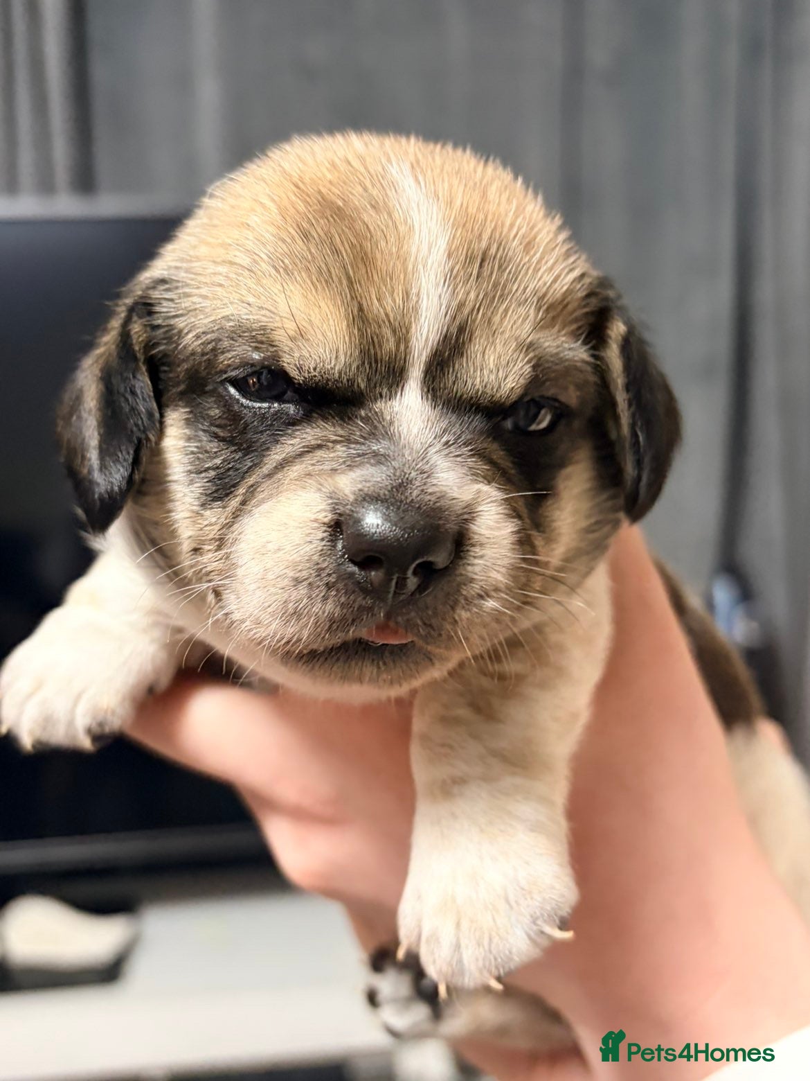 Mixed Breed dogs Dachshund X Shih Tzu puppies - Advert 10