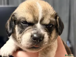 Mixed Breed dogs Dachshund X Shih Tzu puppies - Advert 6