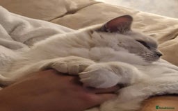 Ragdoll cats for sale: Beautiful Lilac Mitted Ragdoll Queen - Image 11