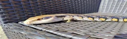 Skink reptiles for sale: EASTERN BLUE TONGUE SKINK - Advert 2
