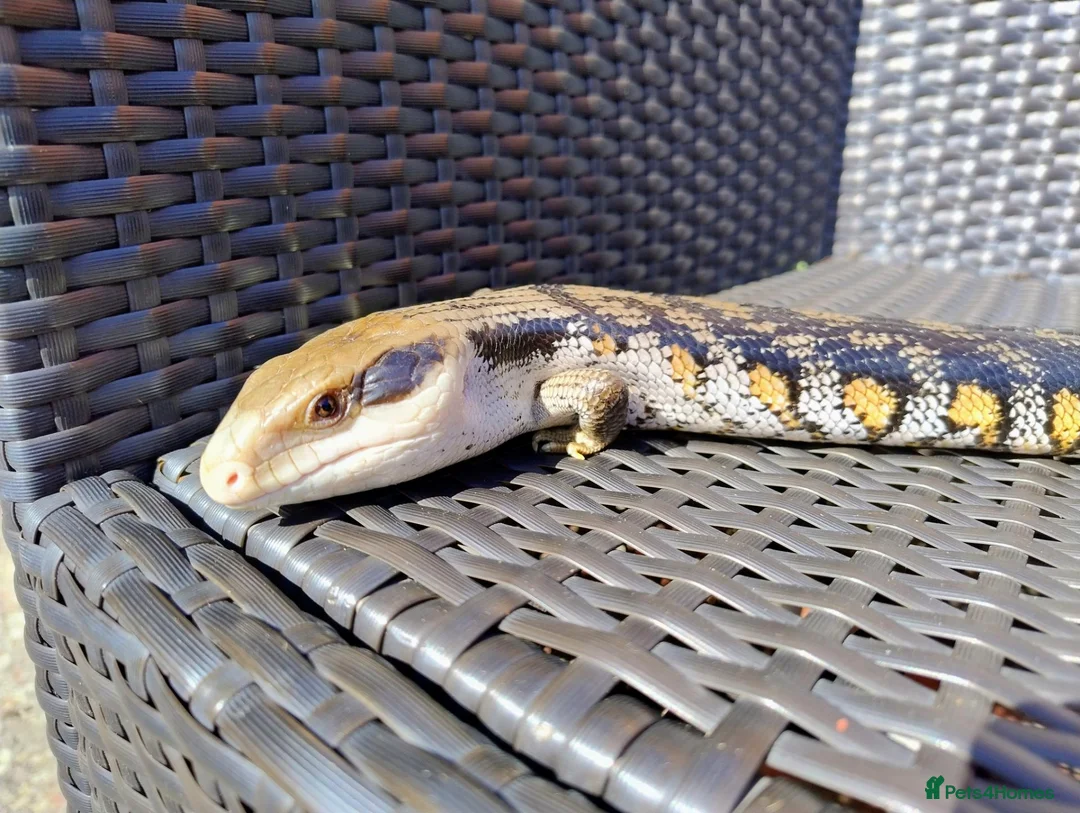 Skink reptiles for sale: EASTERN BLUE TONGUE SKINK - Advert 2