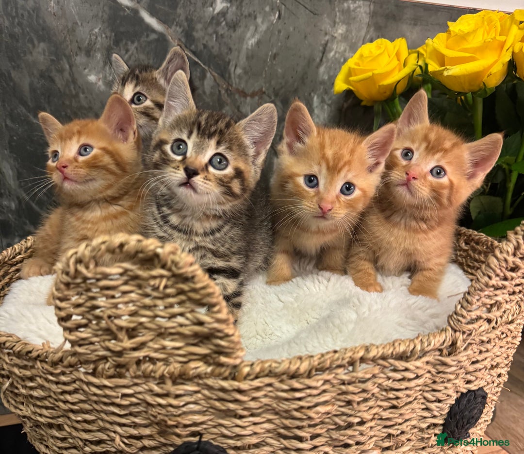 Mixed Breed cats for sale: Beautiful kittens  - Image 11