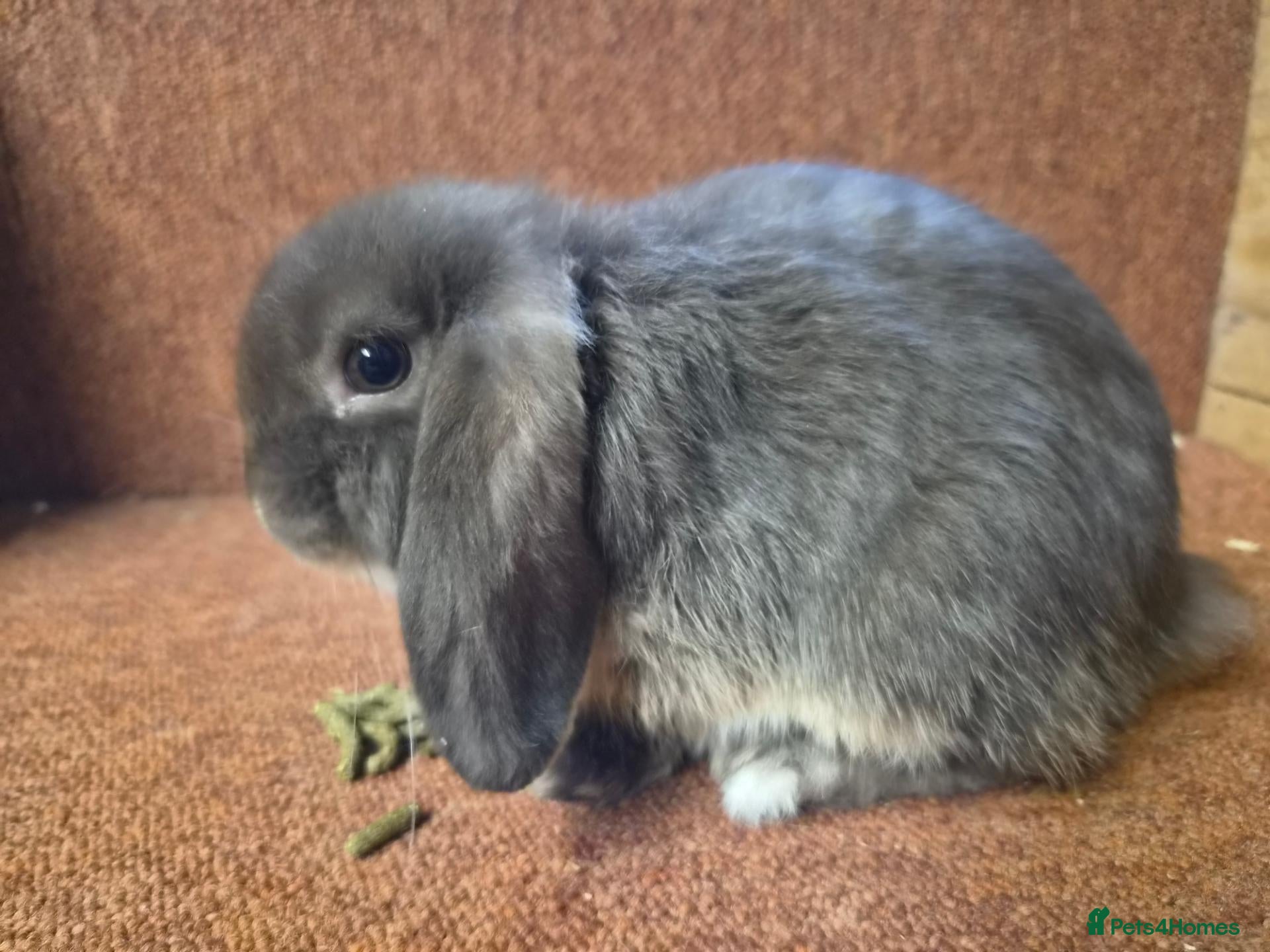 Mini Lop rabbits Pure mini lop baby buck . VACCINATED  - Advert 1
