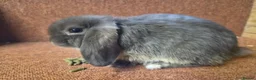 Mini Lop rabbits for sale: Pure mini lop baby buck . VACCINATED  - Advert 1