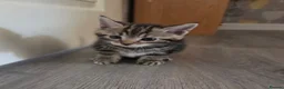 Mixed Breed cats for sale: Mixed Bread Kittens  - Advert 6