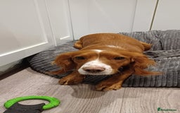 Cocker Spaniel dogs for sale: Beautiful working cocker spaniel puppies  - Image 3