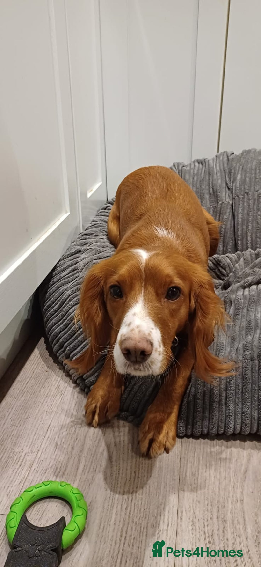 Cocker Spaniel dogs for sale: Beautiful working cocker spaniel puppies  - Image 3