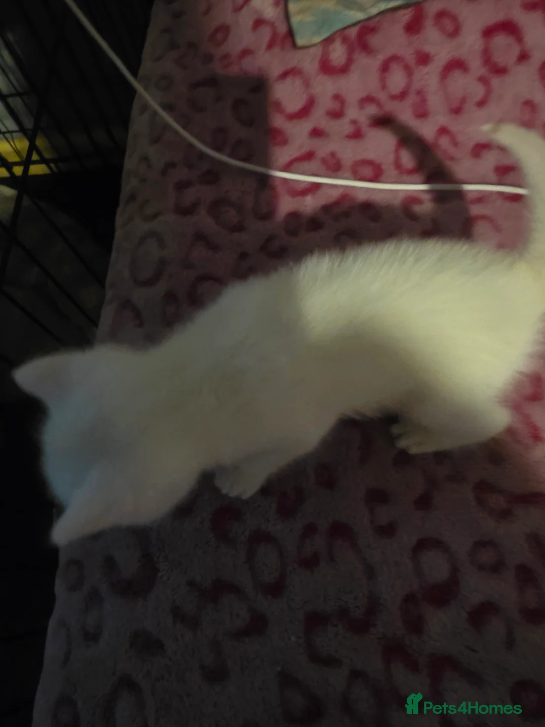 Mixed Breed cats for sale: For sale 4 beautiful kittens - Advert 21