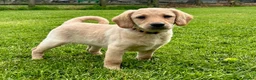 Labradoodle dogs for sale: Miniature Labradoodle Puppies - Advert 4