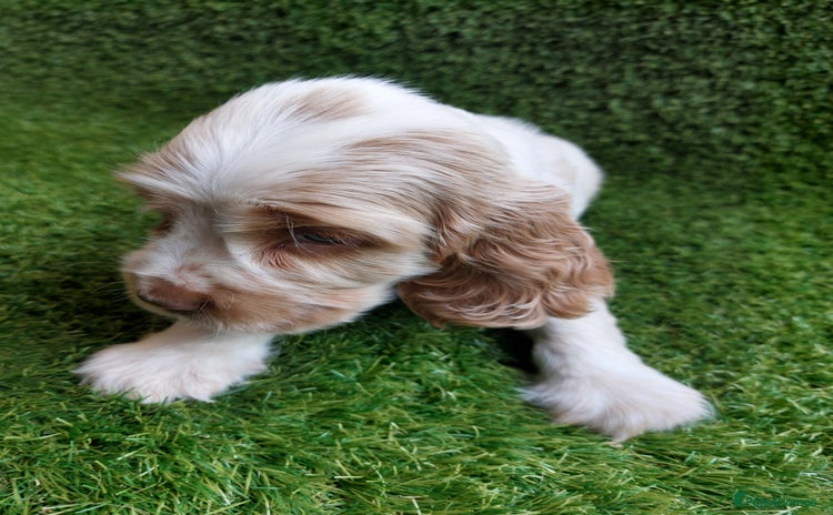 Cocker Spaniel dogs - Advert 4