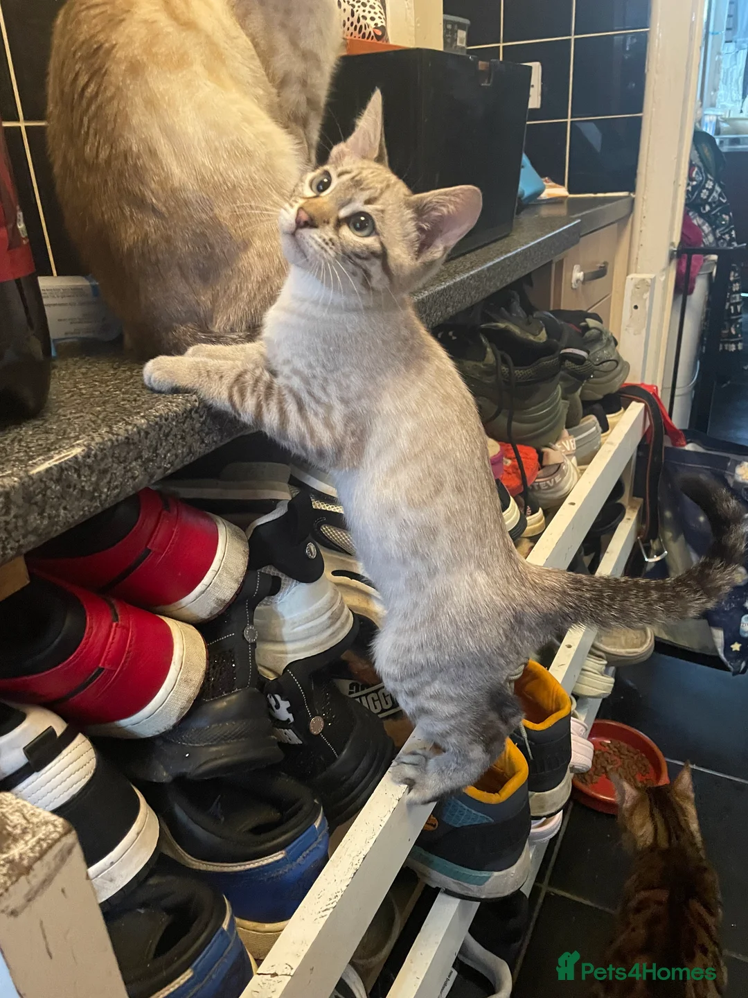 Bengal cats for sale: ❤️INTRODUCING 4 BEAUTIFUL FELINES KITTENS ❤️ - Advert 2