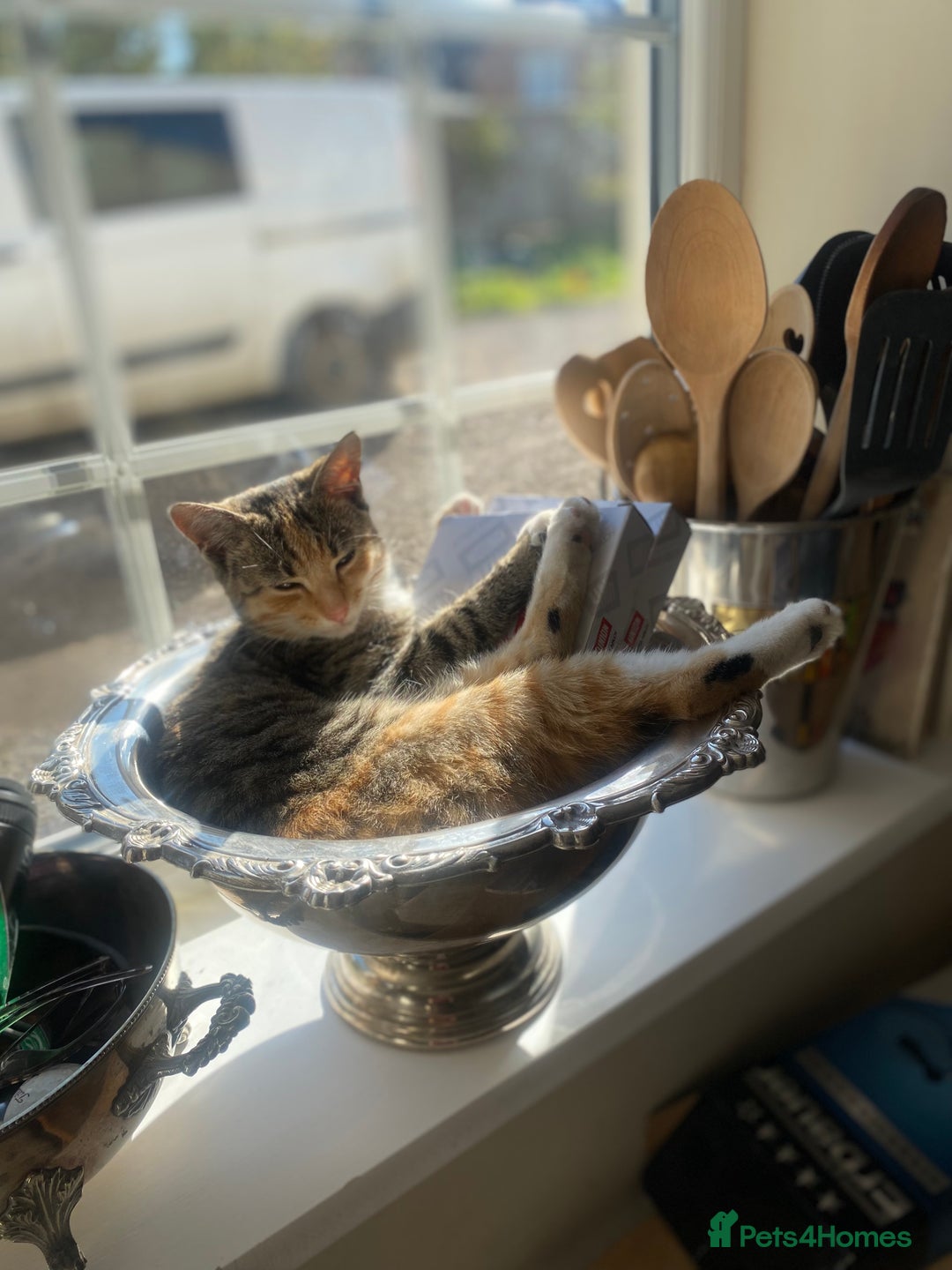 British Shorthair cats for sale: Female tabby kitten  - Advert 3