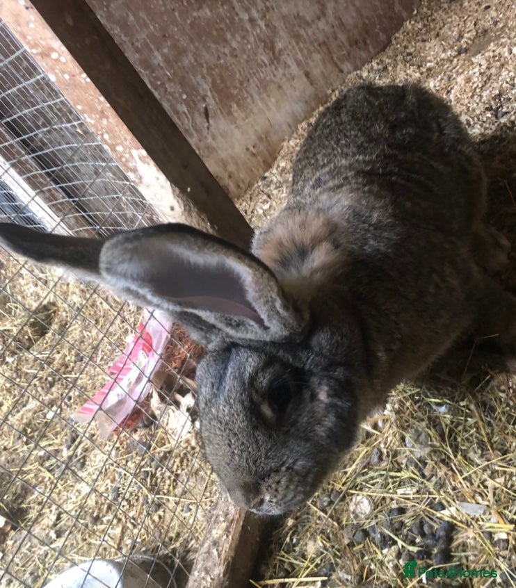 Continental Giant rabbits Continental Giant Buck Vaccinated Agouti Rabbit  - Advert 1
