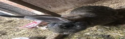 Continental Giant rabbits for sale: Continental Giant Buck Vaccinated Agouti Rabbit  in Sheffield - Advert 1