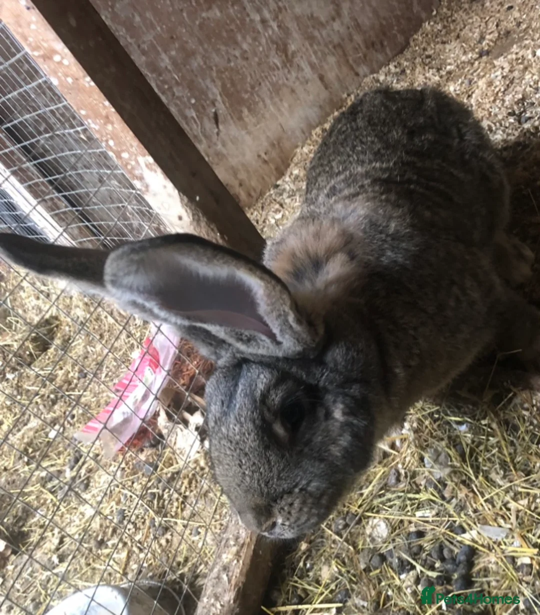 Continental Giant rabbits for sale: Continental Giant Buck Vaccinated Agouti Rabbit  in Sheffield - Advert 1