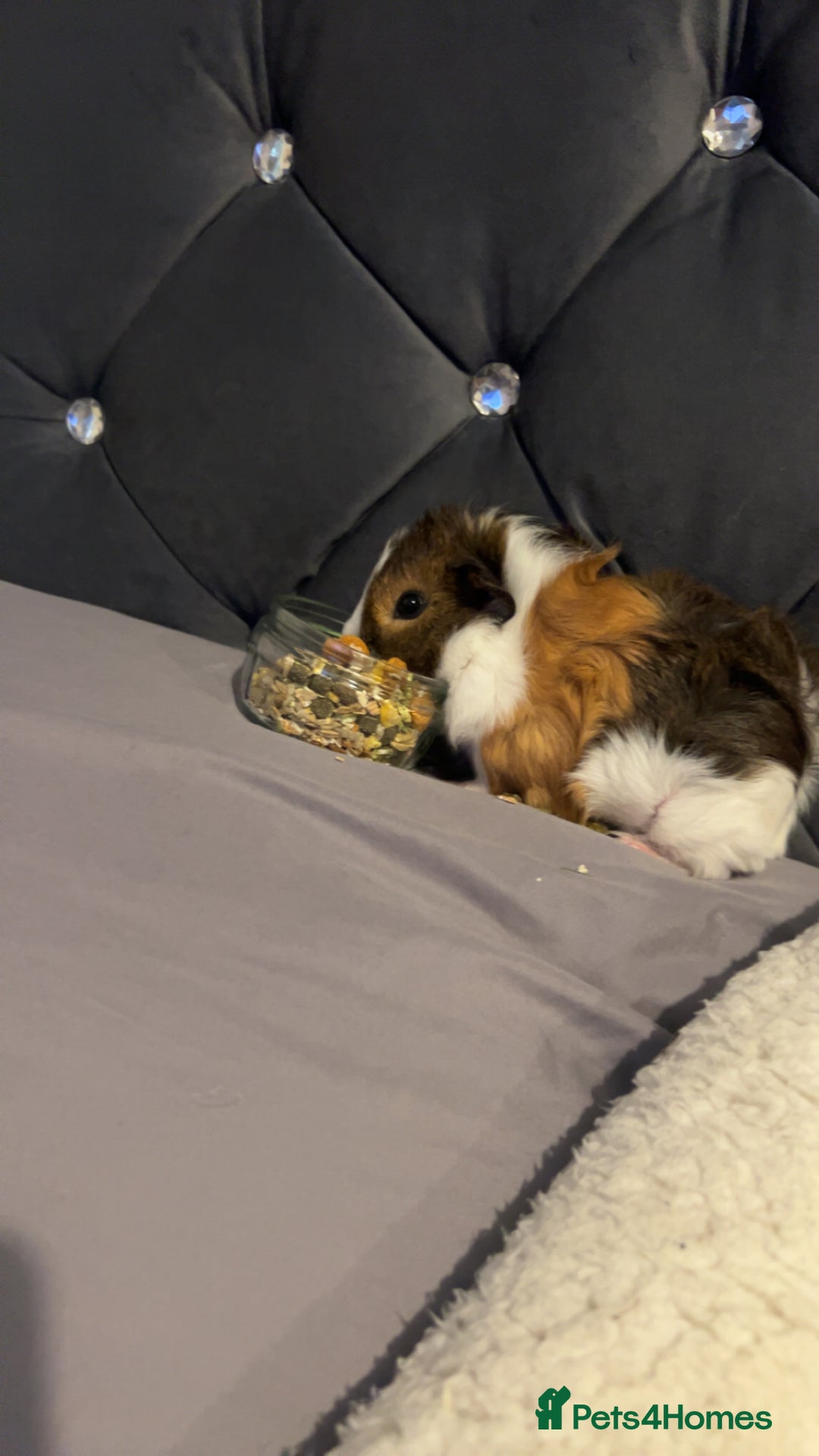 Guinea Pig rodents for sale: guinea pig  - Advert 3